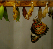 Dr. Alka Pande: On Walking With The Erotic Ascetic. Regeneration: Revolving Growth